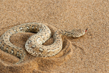 Namib dwarf sand adder or Namib desert sidewinding adder (Bitis peringueyi), Namibia