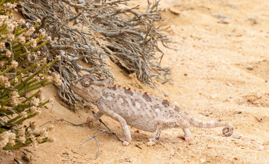 Namaqua chameleon (Chamaeleo namaquensis), changing color, Namib desert © Stefan Scharf