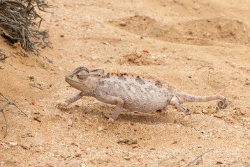 Namaqua chameleon (Chamaeleo namaquensis), changing color, Namib desert