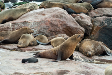brown fur seal (Arctocephalus pusillus), colony, female with young, Namibia
