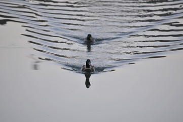 canards sur miroir