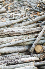 Stack of cut tree branches