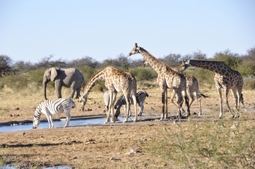 Naklejka na ściany i meble Giraffen am Wasserloch beim Namutomi Camp im Etosha Nationalpark