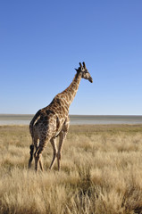 Naklejka na ściany i meble Giraffe beim Namutomi Camp im Etosha Nationalpark