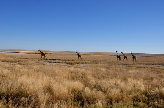 Giraffen am Rande der Etosha Salzpfanne. Girafs at the boarder o