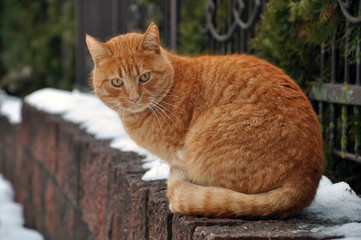 Fototapeta na wymiar Portrait of red tabby stray cat sitting on stone pedestal in the winter.