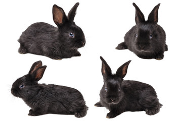 Little rabbit on a white background
