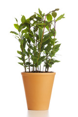 Potted laurel plant isolated. Laurel bush in flower pot isolated on white background