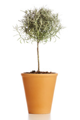 Potted Curry Plant. Tree shaped Helichrysum in flower pot isolated on white background
