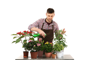 Male florist watering house plants isolated on white background