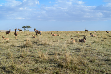 Topiantelope