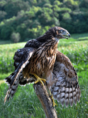 A young hawk waving its wings while standing on the trunk of an old tree