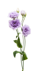 Fototapeta premium eustoma flower