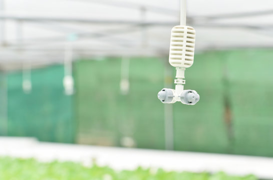Closeup springer at hydroponic farm