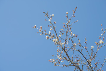 Plum 梅 Spring flower
