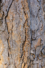 Tree bark background and texture