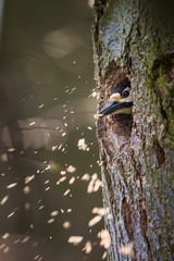 Great spotted woodpecker (Dendrocopos major) making rrom 