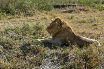 Lion