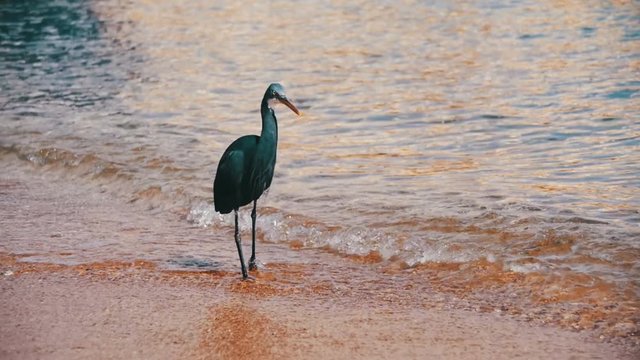 The Reef Heron Hunts for Fish on the Beach of the Red Sea in Egypt. Slow Motion