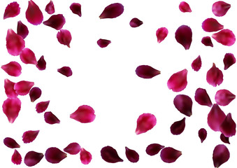 Abstract background with flying pink, red rose petals