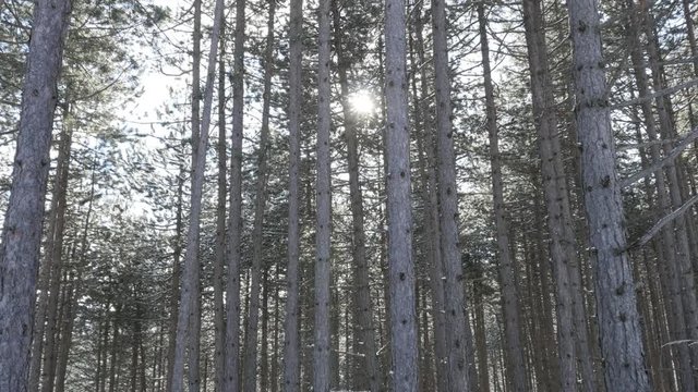 Old cone-bearing seed plants and falling snowflakes 3840X2160 UHD footage - First snow fall in coniferous woods winter scenery 4K 2160p 30fps UltraHD video