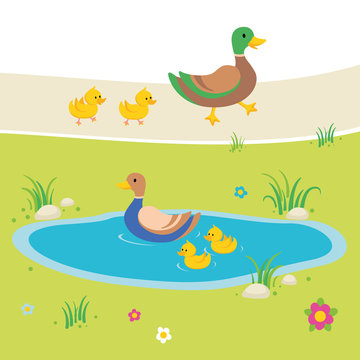 ducks in pond illustration