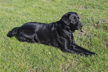 Male Black labrador lying on grass facing righ