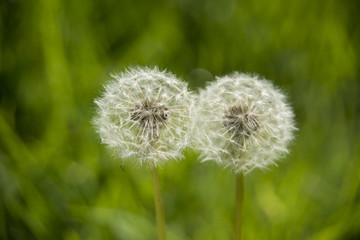 Fototapeta premium Two dandelion clocks side by side