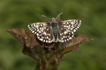 Tiny Grizzled Skipper butterfly on bramble leaf