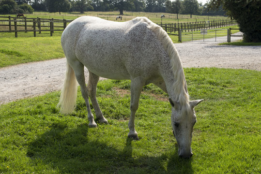 Fleabitten grey New Forest Pony grazing