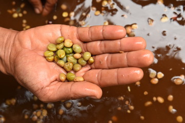 Fresh coffee bean on hand