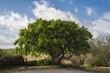  Ficus carica – Common fig tree. Garraf, Spain