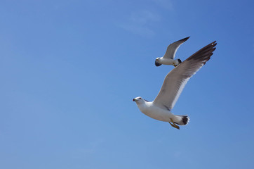 Seagulls flying in the sky
