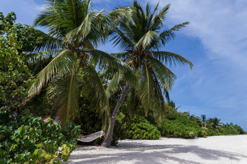 hammock between coconut palm trees on deserted tropical beach on island in the Maldives