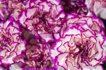 a bouquet of purple cloves flowers