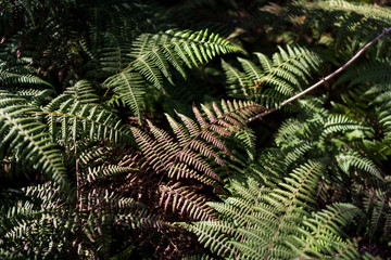 old plant and green leaf