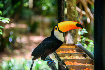 The Toco Toucan sitting on the metal tube and eating fruit in Iguacu National Park of the Iguazu Falls, one of the worlds largest and most impressive waterfalls, Foz de Iguacu, Parana State, Brazil