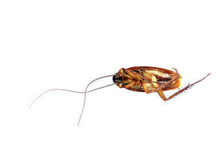  Dead cockroach on white background