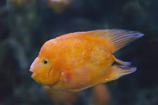 Fishes in an aquarium