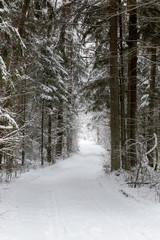 Road at white winter landscape in the forest.