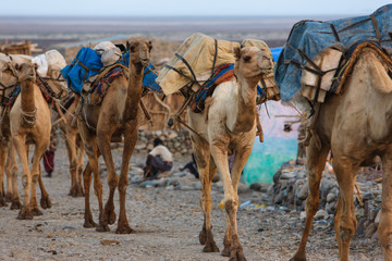 Camels caravan in Ethiopia - Afar Region