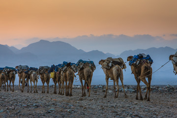 Fototapeta na wymiar Camels caravan in Ethiopia - Afar Region