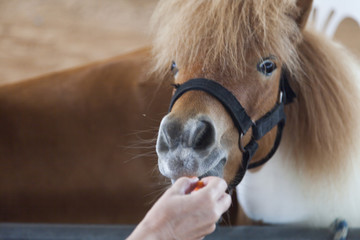 Naklejka premium Pony in the shelter