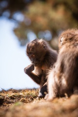 Gelada Baboon - Simien Mountains National Park - UNESCO World He