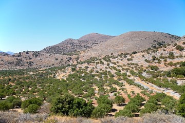 Elevated view of olive groves in the Greek countryside near Elounda, Crete.