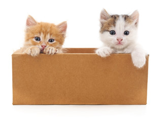 Two cats in a box.