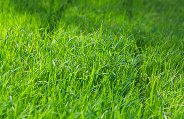 Green Seedlings of rice in farm with soft focus.