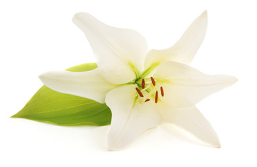 Fototapeta na wymiar White lily.