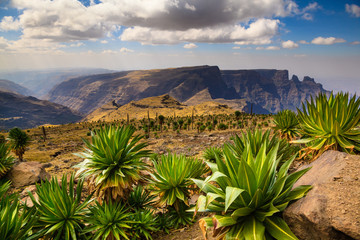 Giant Lobelia - Simien Mountains National Park - UNESCO World Heritage Centre - Ethiopia