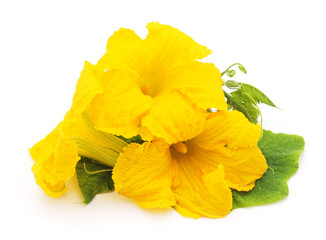 Yellow pumpkin flowers.